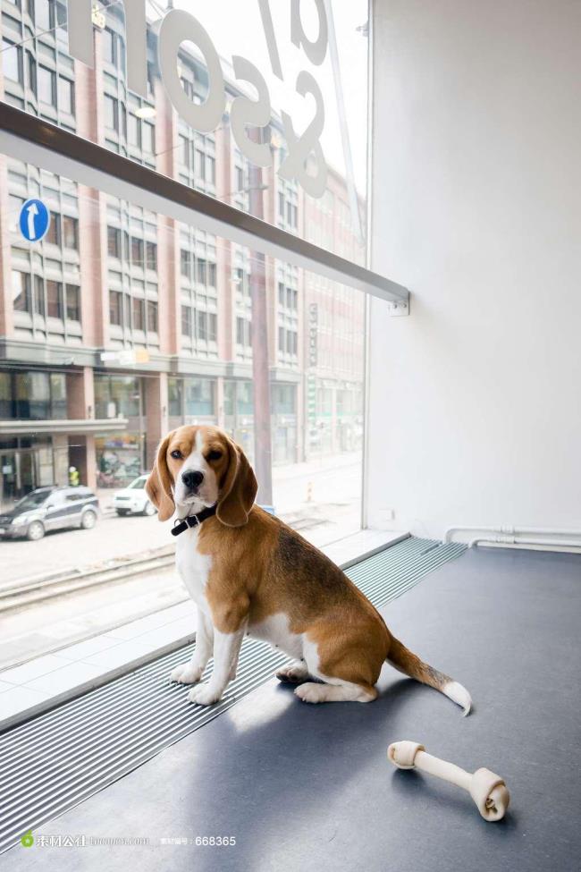 可爱的狗和它的骨头玩具